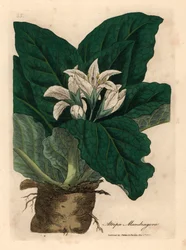 Mandrágora de flores brancas, Atropa mandragora, de uma ilustração botânica de James Sowerby de William Woodville e "Botânica Médica" de Sir William Jackson Hooker 1832 (gravura em cobre colorida à mão)