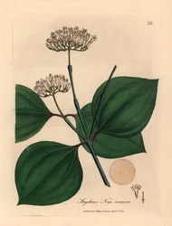 Porca venenosa de flor branca, Strychnos nux vomica, de uma ilustração botânica de James Sowerby de William Woodville e "Botânica Médica" de Sir William Jackson Hooker 1832 (gravura em placa de cobre colorida à mão)