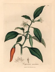Pimenta branca florida, escarlate, Capsicum annuum, de uma ilustração botânica de James Sowerby de William Woodville e "Medical Botany" de Sir William Jackson Hooker 1832 (gravura em placa de cobre colorida à mão)
