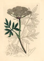 Cicuta virosa , de uma ilustração botânica de James Sowerby de William Woodville e "Medical Botany" de Sir William Jackson Hooker, 1832 (gravura em chapa de cobre colorida à mão)