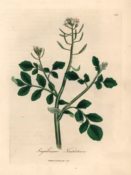 Agrião branco florido, Sisymbrium nasturtium, de uma ilustração botânica de James Sowerby de William Woodville e "Medical Botany" 1832 de Sir William Jackson Hooker (gravura em chapa de cobre colorida à mão)