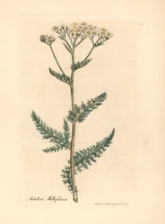 O millefólio Achillea millefolium, de uma ilustração botânica de James Sowerby de William Woodville e "Medical Botany" 1832 de Sir William Jackson Hooker (gravura em chapa de cobre colorida à mão)