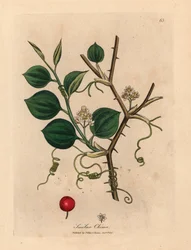 Flores brancas, gavinhas e bagas vermelhas de smilax chinês, de uma ilustração botânica de James Sowerby de William Woodville e "Botânica Médica" de Sir William Jackson Hooker 1832 (gravura em placa de cobre colorida à mão)