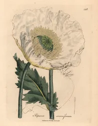 Papoila branca, Papaver somniferum, de uma ilustração botânica de James Sowerby de William Woodville e "Botânica Médica" de Sir William Jackson Hooker 1832 (gravura em cobre colorida à mão)