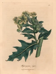 Meimendro-negro de flores amarelas, Hyoscyamus niger, de uma ilustração botânica de James Sowerby, de "Medical Botany" de William Woodville e Sir William Jackson Hooker, 1832