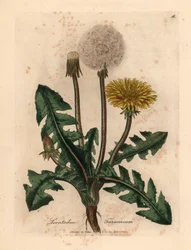 Dente-de-leão comum florido amarelo, Leontodon taraxacum, de uma ilustração botânica de James Sowerby de William Woodville e "Botânica Médica" de Sir William Jackson Hooker 1832 (gravura em placa de cobre colorida à mão)