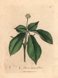 Planta de ginseng florido amarelo, Panax quinquefolium, de uma ilustração botânica de James Sowerby de William Woodville e "Medical Botany" de Sir William Jackson Hooker 1832 (gravura em chapa de cobre colorida à mão)