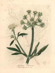 Amarelo florido, Ligusticum levisticum, de uma ilustração botânica de James Sowerby de William Woodville e "Medical Botany" de Sir William Jackson Hooker 1832 (gravura em chapa de cobre colorida à mão)