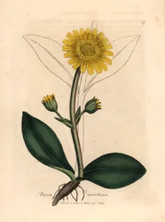 Arnica de montanha com flores amarelas, Arnica montana, de uma ilustração botânica de James Sowerby de William Woodville e "Botânica Médica" de Sir William Jackson Hooker 1832 (gravura em placa de cobre colorida à mão)