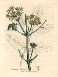 Opopanax amarelo florido ou parsnep, Pastinaca opopanax, de uma ilustração botânica de James Sowerby de William Woodville e Sir William Jackson Hooker, "Medical Botany" 1832 (gravura em chapa de cobre colorida à mão)