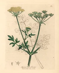 Salsa florida amarela, Apium petroselinum, de uma ilustração botânica de James Sowerby de William Woodville e "Medical Botany" de Sir William Jackson Hooker 1832 (gravura em chapa de cobre colorida à mão)
