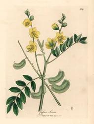 Senna de flores amarelas ou cássia egípcia com vagens de sementes, Cassia senna, de uma ilustração botânica de James Sowerby de William Woodville e "Medical Botany" de Sir William Jackson Hooker 1832 (gravura em cobre colorida à mão)