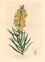 Snapdragon florido amarelo, Antirrhinum linaria, de uma ilustração botânica de James Sowerby de William Woodville e Sir William Jackson Hooker