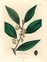 Folhas de louro doce florido amarelo, Laurus nobilis, de uma ilustração botânica de James Sowerby de William Woodville e "Medical Botany" de Sir William Jackson Hooker 1832 (gravura em chapa de cobre colorida à mão)