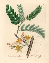 Tamarindo de flores amarelas, Tamarindus indica, de uma ilustração botânica de James Sowerby de William Woodville e "Botânica Médica" de Sir William Jackson Hooker 1832 (gravura em placa de cobre colorida à mão)