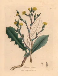 Alface selvagem com flores amarelas, Lactuca virosa, de uma ilustração botânica de James Sowerby de William Woodville e "Medical Botany" de Sir William Jackson Hooker 1832 (gravura em cobre colorida à mão)