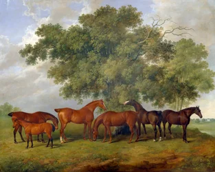 O Garanhão Theobald