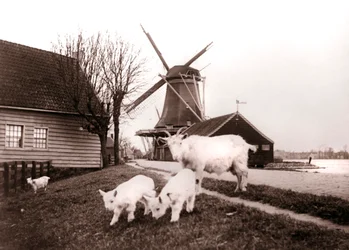 Cabras, Laandam, Países Baixos, 1898.