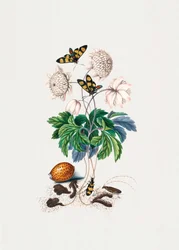Variedade de flor dupla