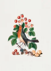 Pintarroxo-comum e morango silvestre