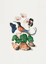 Beija-flor