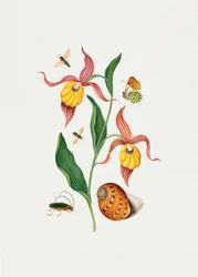 Orquídea-sapato-de-senhora