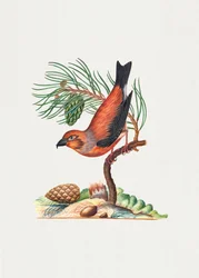 Pico-vermelho