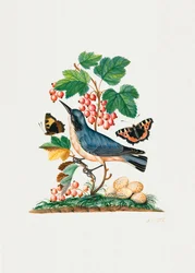 Toutinegra-subalpina