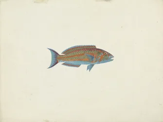 Um Peixe, El Hudderi Imbo (guache sobre grafite sobre papel)
