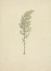 Arundinaria alpina K. Schum. (Bambu Africano): desenho de hábito acabado com raízes