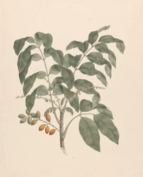 Brucea antidysenterica J. Miller (Árvore de James Bruce): desenho final com caule de frutos adicionado