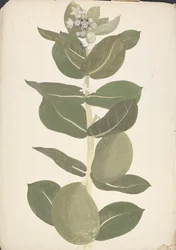 Calotropis procera (Ait.) Ait. f. (Maçã de Sodoma, Árvore Auricular): desenho acabado de planta de floração e frutificação