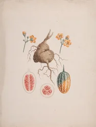 Coccinia abyssinica (Lam.): desenho acabado, o tubérculo e o detalhe da fruta