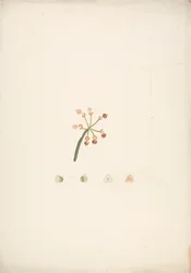 Euphorbia nubica N.E. Br. (Nubian Spurge): desenho acabado de floração e frutificação, com detalhes de dissecções florais