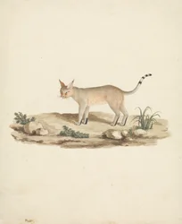 Felis caligata (lince caligata)