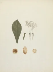 Gardenia ternifolia Schum.& Thonn. (Jovis-Tonantis): desenho acabado com detalhes adicionais de fruta