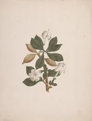 Gardenia ternifolia Schum.& Thonn. (Wild Gardenia): desenho acabado