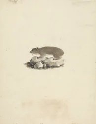 Heterohyrax brucei (Hyrax de rocha amarela pontilhada)