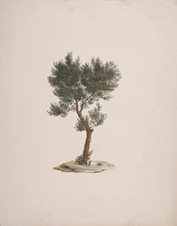 Juniperus procera Endl. (Cedro do Lápis Africano): desenho acabado do hábito das árvores