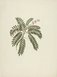 Millettia ferruginea (Hochst) Baker: desenho acabado