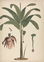 Musa x sapientum L. (Banana): desenho acabado com detalhes de inflorescência