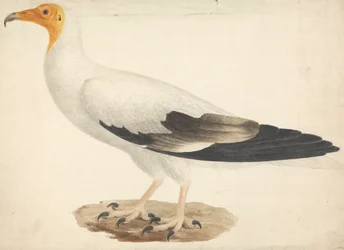 Neophron percnopterus (Abutre Egípcio)