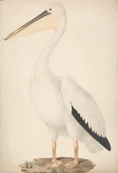 Pelecanus onocrotalus (Grande Pelicano Branco)