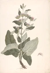 Phlomis herba-venti L. : desenho acabado
