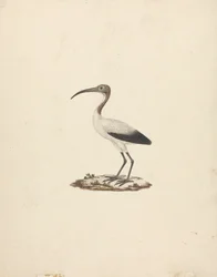 Threkiornis aethiopicus (Íbis Sagrado Africano)