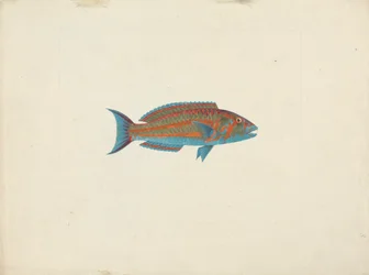 Peixes não identificados
