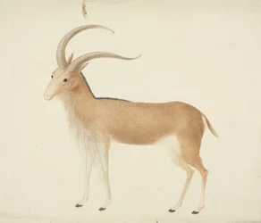 Ungulado não identificado