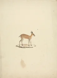 Madogua não identificada (Dik-dik)