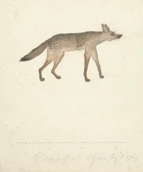 Lobo