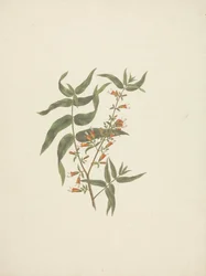 Woodfordia uniflora (A. Rich.) Koehne: desenho acabado do rebento florido